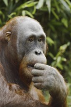 Bornean orangutan (Pongo pygmaeus), captive, occurring on Borneo