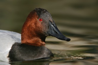 Canvasback (Aythya valisineria) male, Arizona, USA