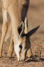 Springbok (Antidorcas marsupialis), young animal, feeding on plants, head close-up, golden morning