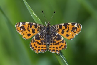 Land carat, (Araschnia levana), animals, insects, butterfly, butterfly, Lake Neusiedl, Andau,