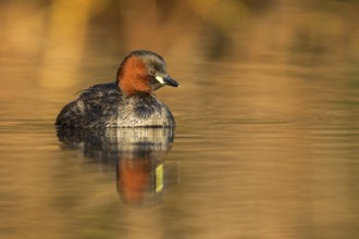 Little grebe, (Tachybaptus ruficollis), (Podiceps ruficollis), animals, birds, grebe family, swims