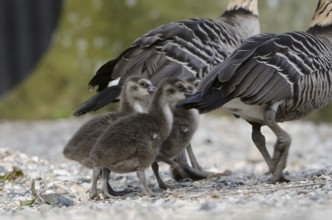 Nene (Branta sandvicensis) captive, juvenile, Schleswig-Holstein, Germany