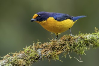 Violaceous Euphonia (Euphonia violacea) perched on a branch in the Atlantic Rainforest of Brazil