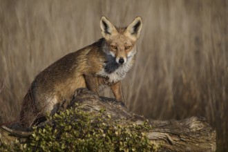 An alert red fox sits atop a fallen log amidst scrubby vegetation, against a blurred field