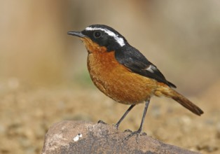 Moussier's Redstart (Phoenicurus moussieri) male, Morocco