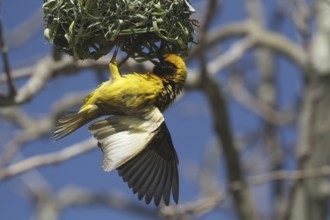 Village Weaver (Ploceus cucullatus) male builds at nest, Gauteng, South Africa