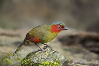 Red-faced Liocichla (Liocichla phoenicea), Yunnan, China