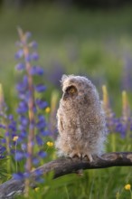 One young long-eared owl (Asio otus), sitting on a branch that is lying in a field of flowering