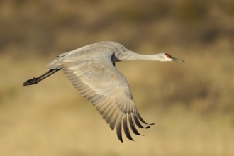Sandhill Crane (Antigone canadensis) flying, New Mexico, USA