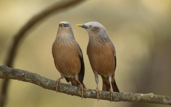 A pair of Chestnut-tailed Starlings (Sturnia malabarica) perched together on a branch, Sreepur,