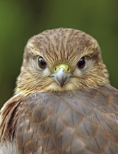 A juvenile Merlin, Falco columbarius, in Saskatoon, Saskatchewan, Canada
