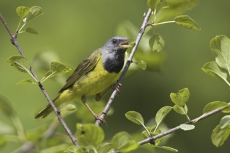Mourning Warbler (Geothlypis philadelphia) male singing, Ontario, Canada