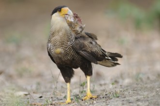 Southern Crested Caracara (Caracara plancus), Pantanal, Brazil