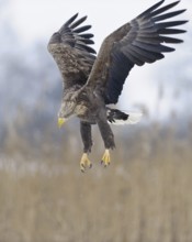 White-tailed Eagle (Haliaeetus albicilla) flying, Lower Saxony, Germany