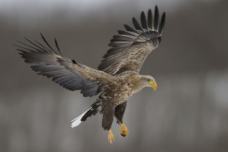 White-tailed Eagle (Haliaeetus albicilla) flying, Hokkaido, Japan