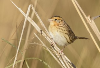 Le Conte's Sparrow (Ammodramus leconteii), Texas, USA