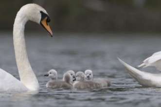 Mute Swan (Cygnus olor) juvenile, Saxony, Germany