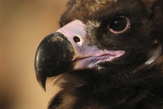 Detailed close-up of a Cinereous vulture's face, highlighting its sharp beak and intense eyes