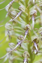 Goat's tongue (Himantoglossum hircinum), orchid family (Orchidaceae), Ihringen, Kaiserstuhl,