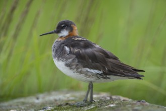 Red-necked Phalarope (Phalaropus lobatus) female, Iceland