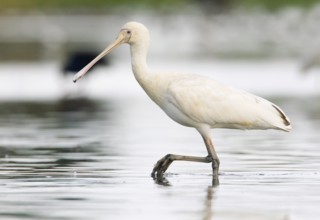 Yellow-billed Spoonbill (Platalea flavipes), Victoria, Australia