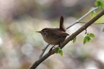 Wren (Troglodytes troglodytes), twig, spring, nest building, breeding, The wren has nesting