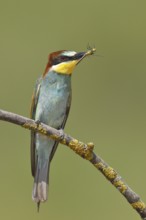 Bee-eater (Merops apiaster) sitting on a branch, with dragonfly as prey, Hungary