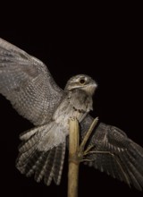 Common Potoo (Nyctibius griseus), Trinidad and Tobago