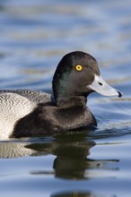 Lesser Scaup Aythya affinis Tucson, Pima County, Arizona, United States 21 February Adult Male