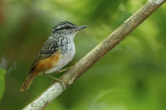 Guianan Warbling-Antbird (Hypocnemis cantator) perched on a branch in the rainforest of Guyana