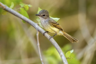 Flammulated Flycatcher Deltarhynchus flammulatus Tehualmixtle, Jalisco, Mexico 13 June Adult