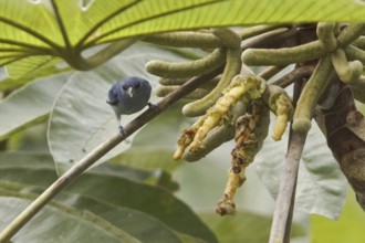 Chestnut-vented Conebill (Conirostrum speciosum), Ecuador