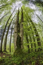 Fisheye perspective, trees, forest, light green leaves, beech forest, spring, Alpine foothills,