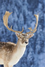 European fallow deer (Dama dama) buck portrait in the mountains in tirol, snow, Kitzbühel, Wildpark