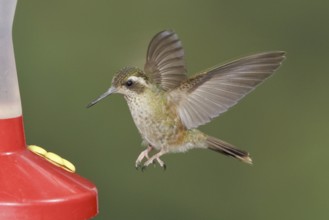 Speckled Hummingbird (Adelomyia melanogenys), Ecuador