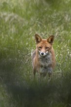 The last photo of the red fox (Vulpes vulpes), a short time later it gets the scent of me and