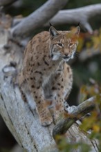 One Eurasian lynx, (Lynx lynx), sitting on a fallen tree, grooming himself. Frontal view with fall