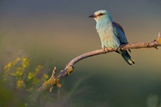 Roller, Almond Crow, (Coracias garrulus), animals, birds, raptors, raptor family, perch, biotope,