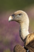 Griffon Vulture (Gyps fulvus), Madrid, Spain