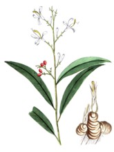 Maranta galanga, Alpinia galanga, Thai ginger, digital reproduction of a historical original,
