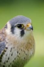 Coloured Common Kestrel or American kestrel (Falco sparverius), male, portrait, captive, occurring