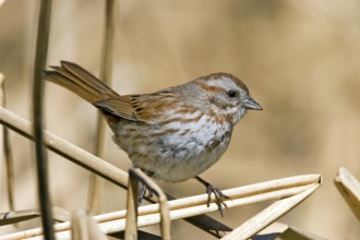 Song Sparrow Melospiza melodia fallax Tucson, Arizona, United States 23 March Adult EMBERIZIDAE