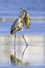 Grey grey heron (Ardea cinerea), foraging, prey, fish, boat trip, Tiszaalpár, Kiskunsági National