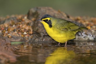 Kentucky Warbler (Geothlypis formosa) male perched at a waterhole, Texas, USA