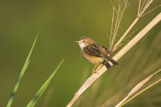 Golden-headed Cisticola (Cisticola exilis) male, Queensland, Australia