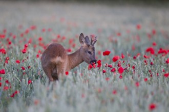 Roe deer (Capreolus capreolus) adult male roebuck animal feeding on a red poppy in a farmland