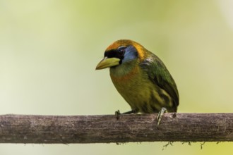 Red-headed Barbet (Eubucco bourcierii) female perched on a branch, Tandayapa, Ecuador