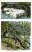 Crocodiles, pike caiman (Champsa lucius) also Mississippi Crocodile, Ganges gavial (Gavialis