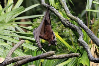 Kalong flying fox (Pteropus vampyrus), adult, resting, in sleeping tree, during the day, Singapore,