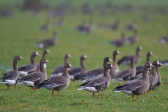 Greater White-fronted Goose (Anser albifrons), North Rhine-Westphalia, Germany